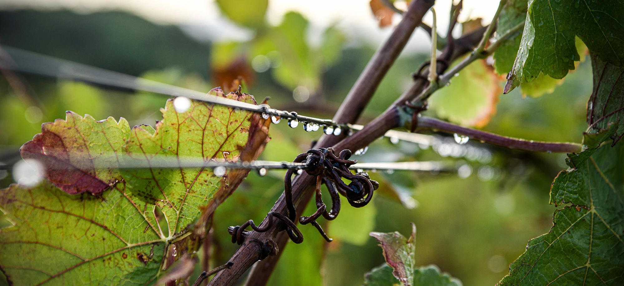 PechRouge. ODF-EPerrin.webp